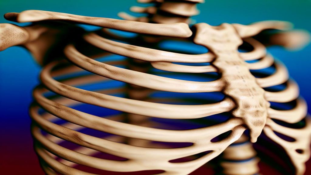 Anatomia - ile żeber ma człowiek?